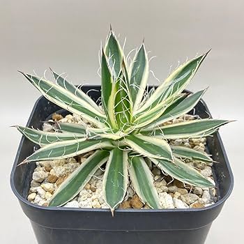 珍・フィラメント系アガベ 白糸の王妃錦(大株) 珍・フィラメント系アガベ 白糸の王妃錦(大株) アガベ