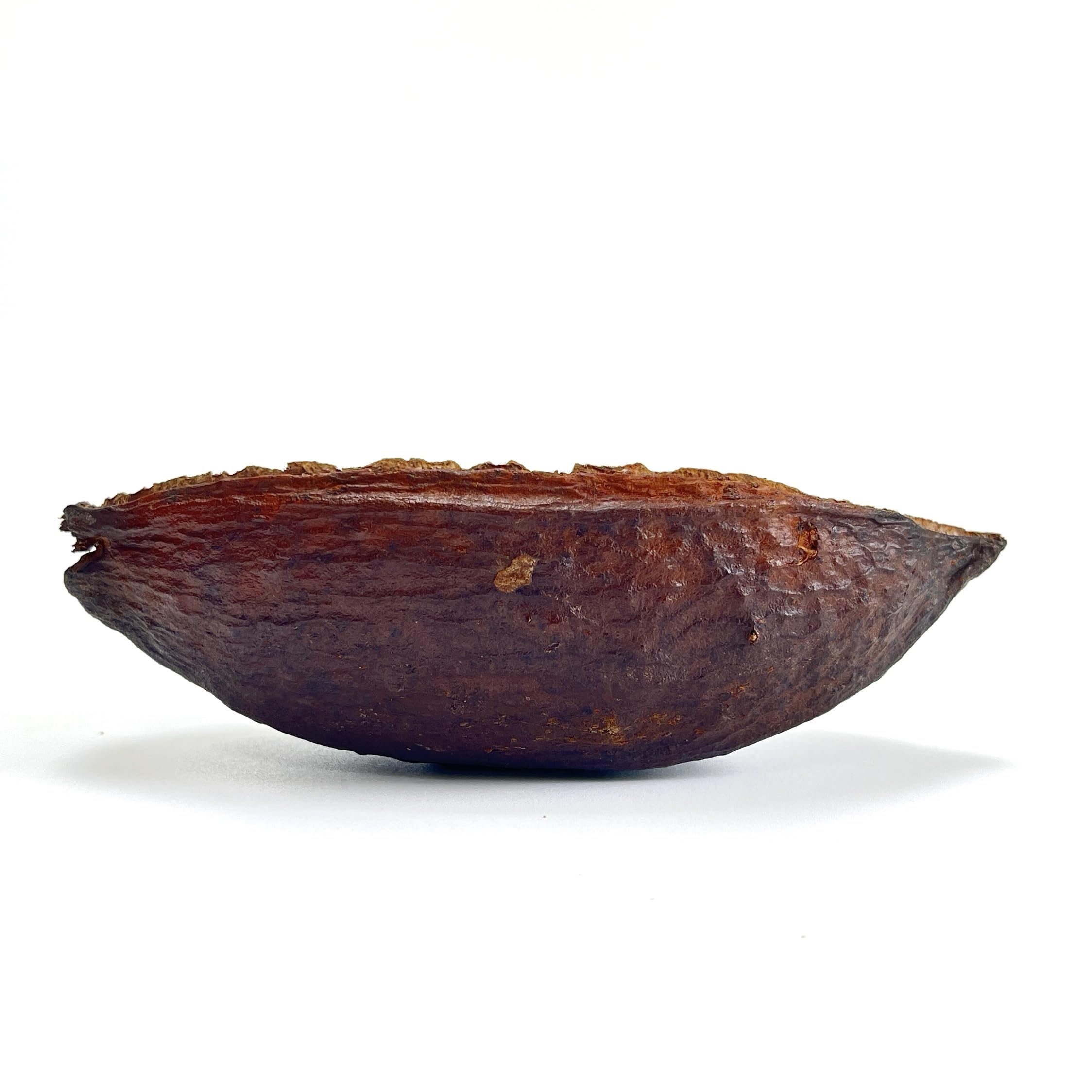 Kuruvinakunnel Tharavadu Farms Dried Cacao Pod Halves (Pack of 5)