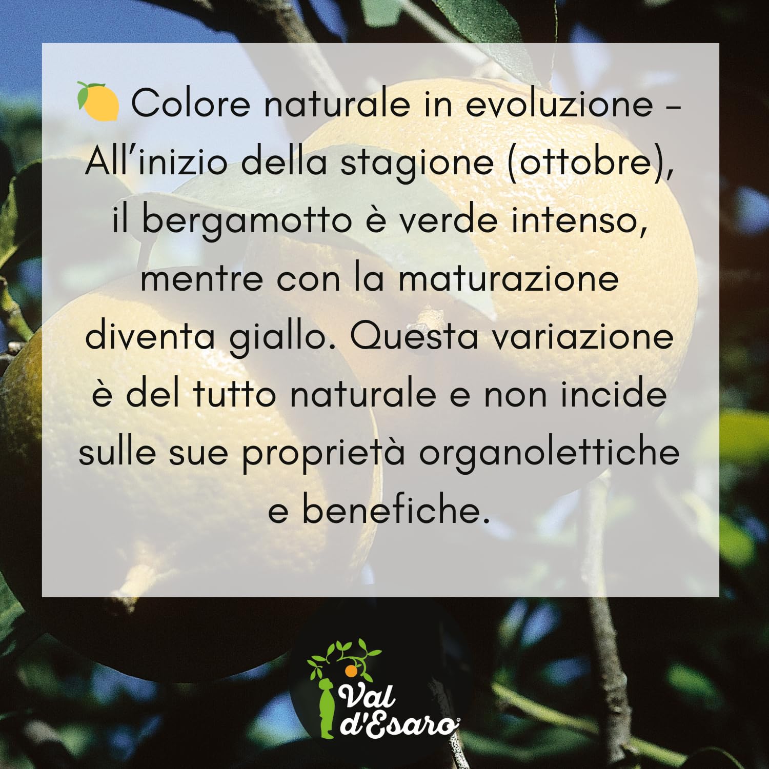 Bergamotto Fresco di Reggio Calabria - Agrume fresco 100% Naturale - Buccia edibile non trattata- Val D'Esaro (Box da 15 Kg)