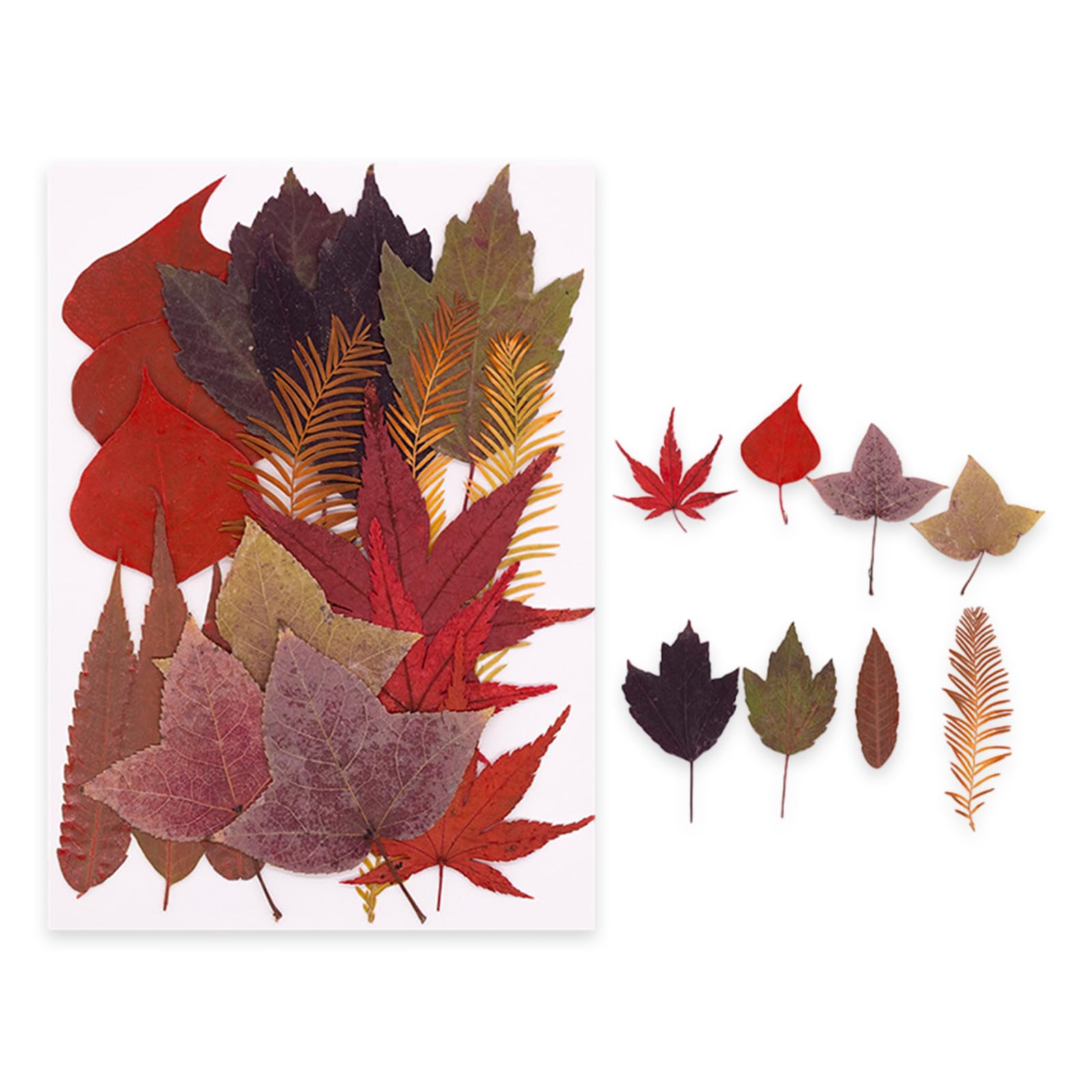 NVOQILIN Natural Flower Preservations Set Home Decors Dried Flower for Scrapbooking Wedding Decorations and Artistic Designs Dried Set Preserved Plant Art Supplies Gifts