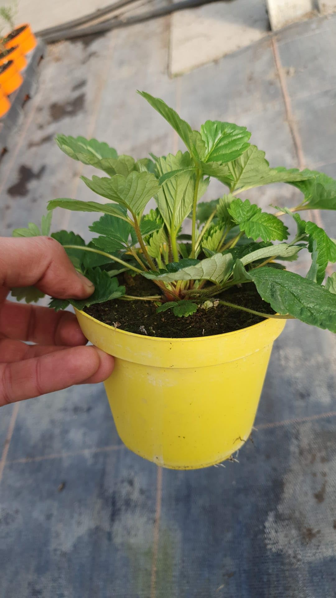 piantine di fragole (fragoline di bosco 10 piante)