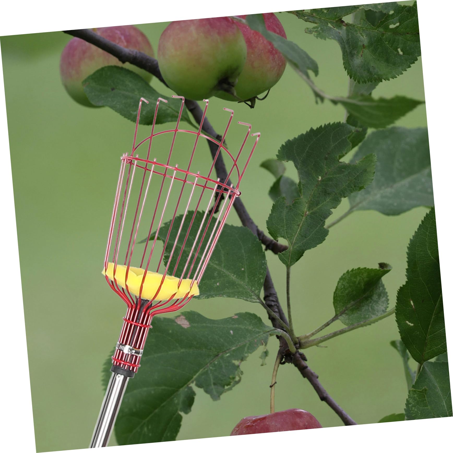 Yardwe Perche à Cueillette de Fruits Légère en Acier Allié avec Panier, Télescopique à Quatre Sections, Portable Récolte de Poires et Oranges Jardin