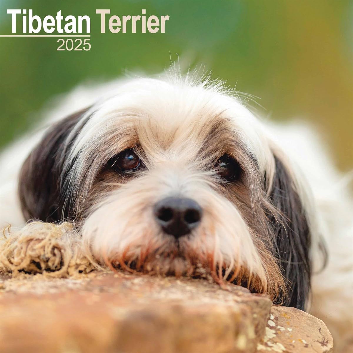 Tibetan Terrier 2025 Square Wall Calendar | Dog Breed Calendar