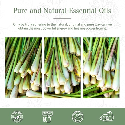 Vista 227 de PHATOIL Aceite esencial de sándalo de 3.3 fl oz, aceites esenciales puros de aromaterapia para difusor, humidificador, relajación, aceites