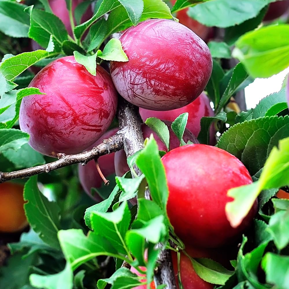 Burbank Plum Tree 5 gal