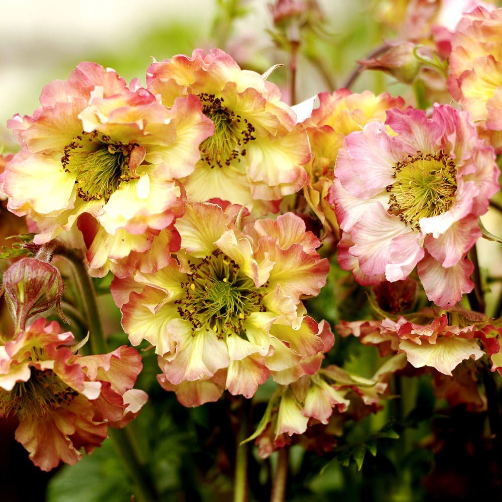 Geum 'Pretticoats Peach' - Ruffled Peach and Yellow Blooms, Compact Growth, Long-Flowering, Ideal for Borders and Containers - 1X or 3X 9cm Pots by Thompson and Morgan