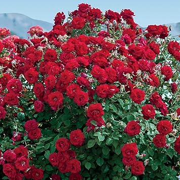 Amazon.com : Heirloom Roses Rose Plant - Oh My!™ Red Rose Bush ...