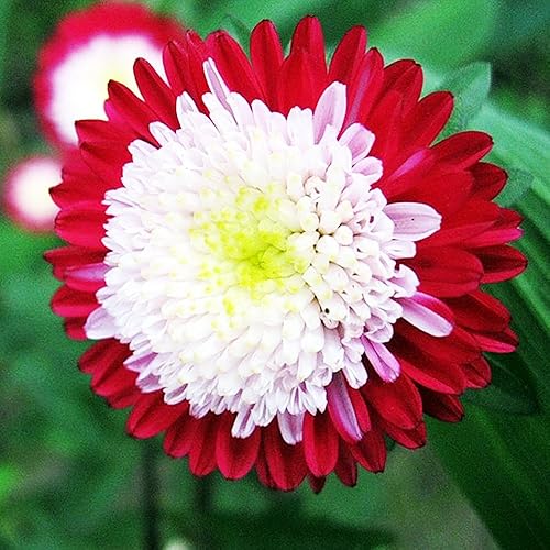 Semillas Aster Pompon Winter Cherry Flores de jardín anual para plantar sin OMG