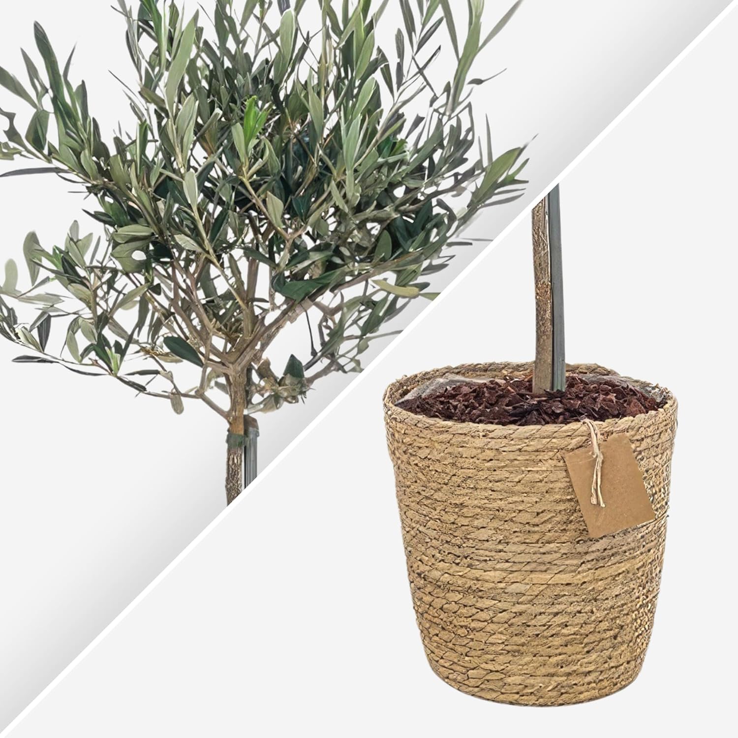 Happy Plants Olea Europaea Olivenbaum I 75 cm x ⌀17 cm, Oliven Baum Winterhart klein Pflanze Zimmerpflanze Balkonpflanzen Bonsai, Olive Tree Mediterran, frisch aus unserer Gärtnerei (mit Topf)