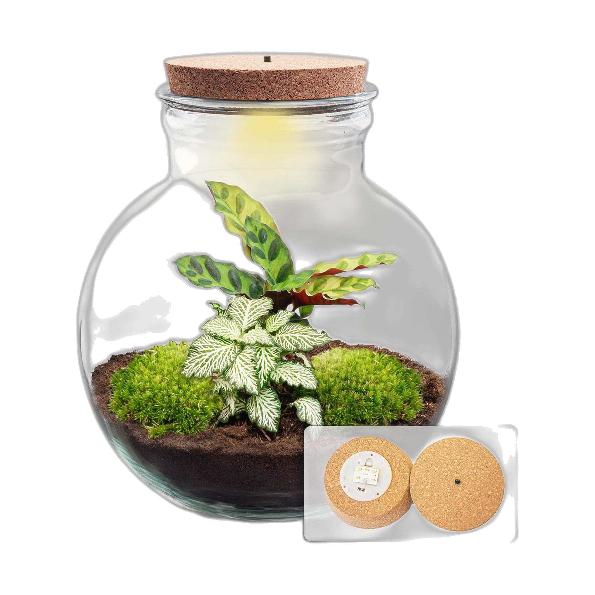 DIY Pflanzen Terrarium mit Glas, für Wohnzimmer, Grün, Ø 25x26.5 cm