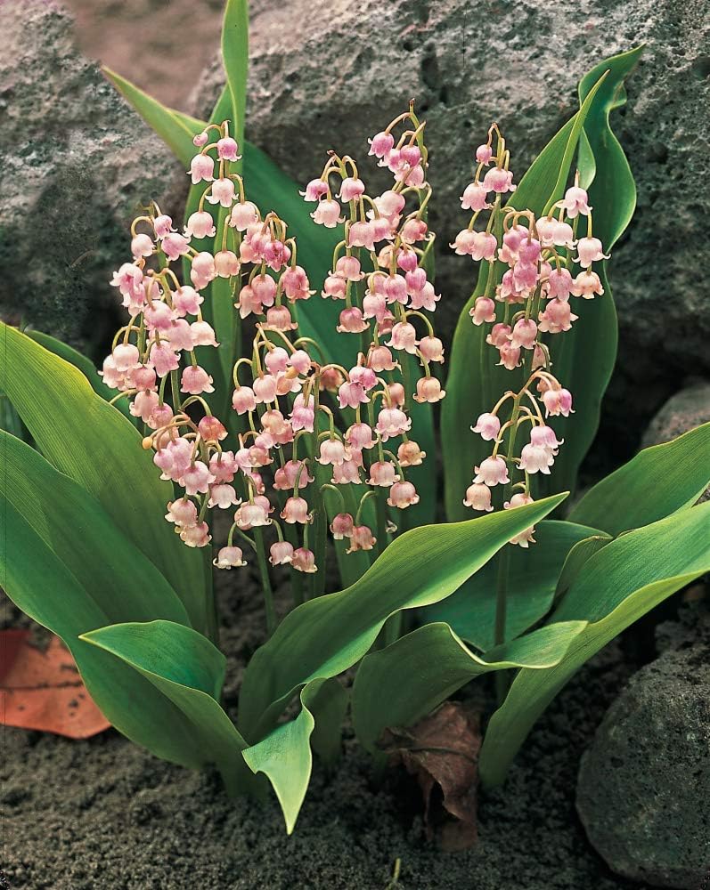SPRING HILL NURSERIES - Pink Lily-of-The-Valley - A Very Hardy Classic groundcover Variety That has fragarent Pink Flowers - Includes one Bare Root Plant per Order