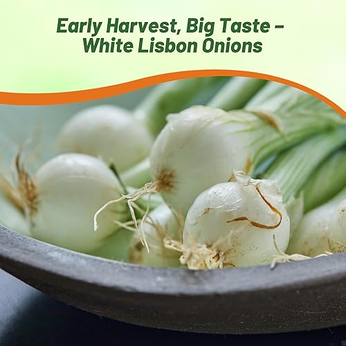 Miniatura 7 de Outsidepride Allium Cepa White Lisbon Semillas de cebolla dulce  1000 unidades anuales, de alto rendimiento, ideal para plantar primavera y otoño,