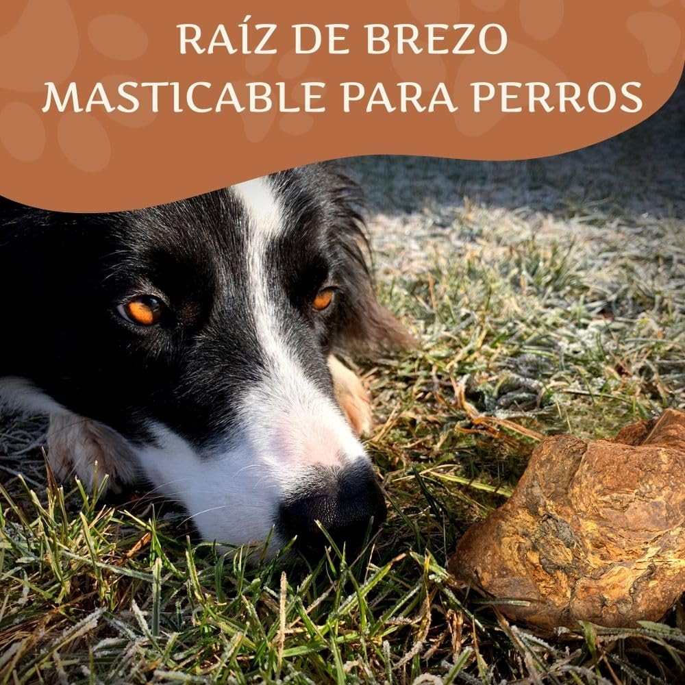 Wildfang® Raíz Masticable de Brezo Grande – Mordedor de Madera, Juguetes para Perros Agresivos, Sin Olor, Natural para Dentición y Salud Dental, Encías Saludables (25-45 kg), Paquete de 3