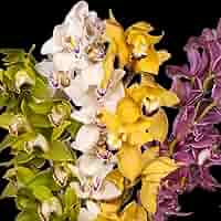 Bulbi Orchidea Cymbidium - 5 Pezzi, Piante Vere, Per Giardino O Interni - Foto 9