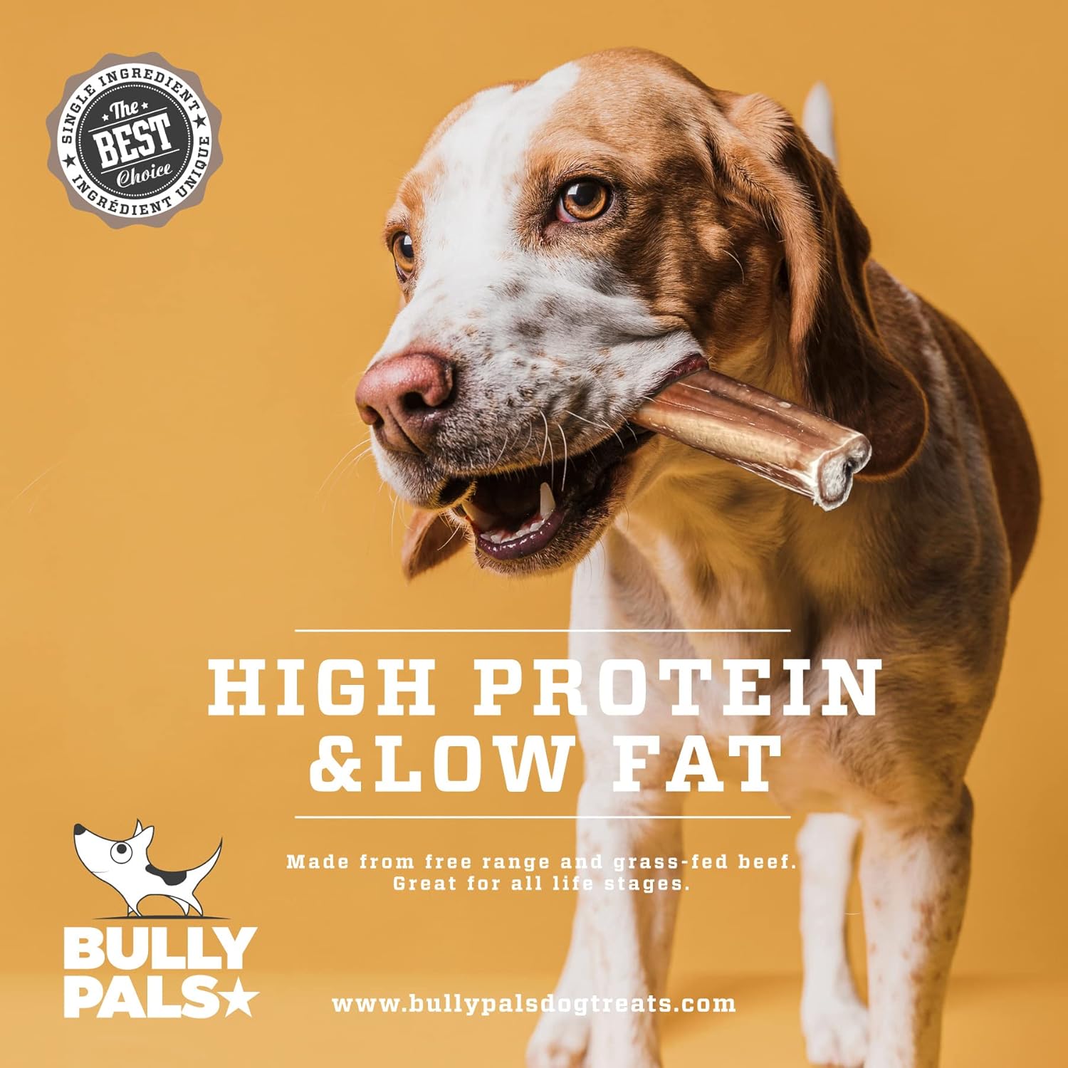 12 inch Thick Bully Sticks for Medium to Large Dogs - 10 Pack - Long Lasting, All Natural, Single Ingredient, Easily Digestible, Beef Dog Treats and Rawhide Free Dental Chews for Dogs