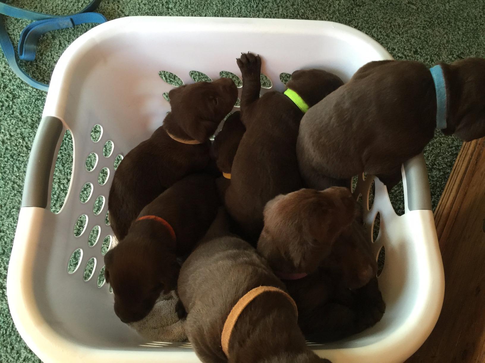 Loving Jasper and all OUR Jaspers!