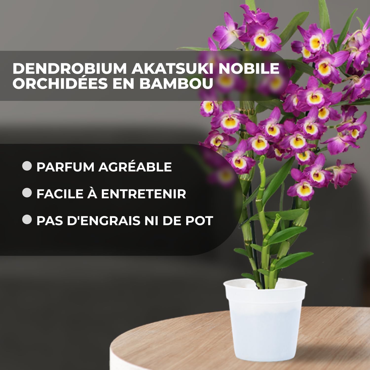 Orchidée Dendrobium Akatsuki Nobile - 2 Plantes Intérieur Naturelles - 30-40 cm - Avec fleurs et légèrement parfumées - Naturelle Plantes de Hollande (pas de graines, non artificielle)