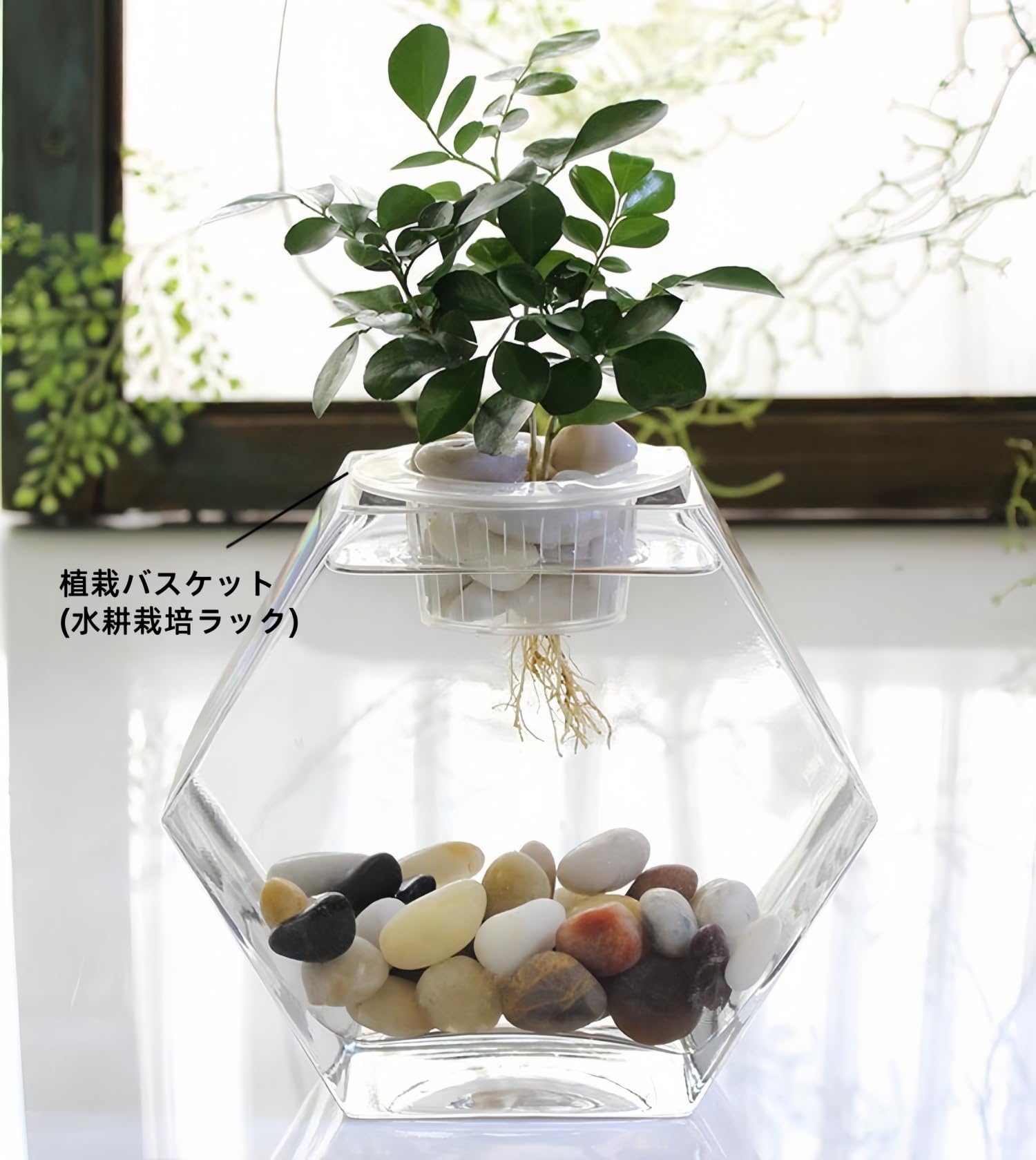 Amazon | hybmszj 金魚鉢 水槽 メダカ アクアリウム 金魚 ガラス