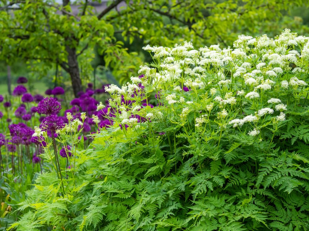 Sweet Cicely Seeds - Myrrhis odorata - Hardy Perennial Herb - 1 Pack 10 Seeds