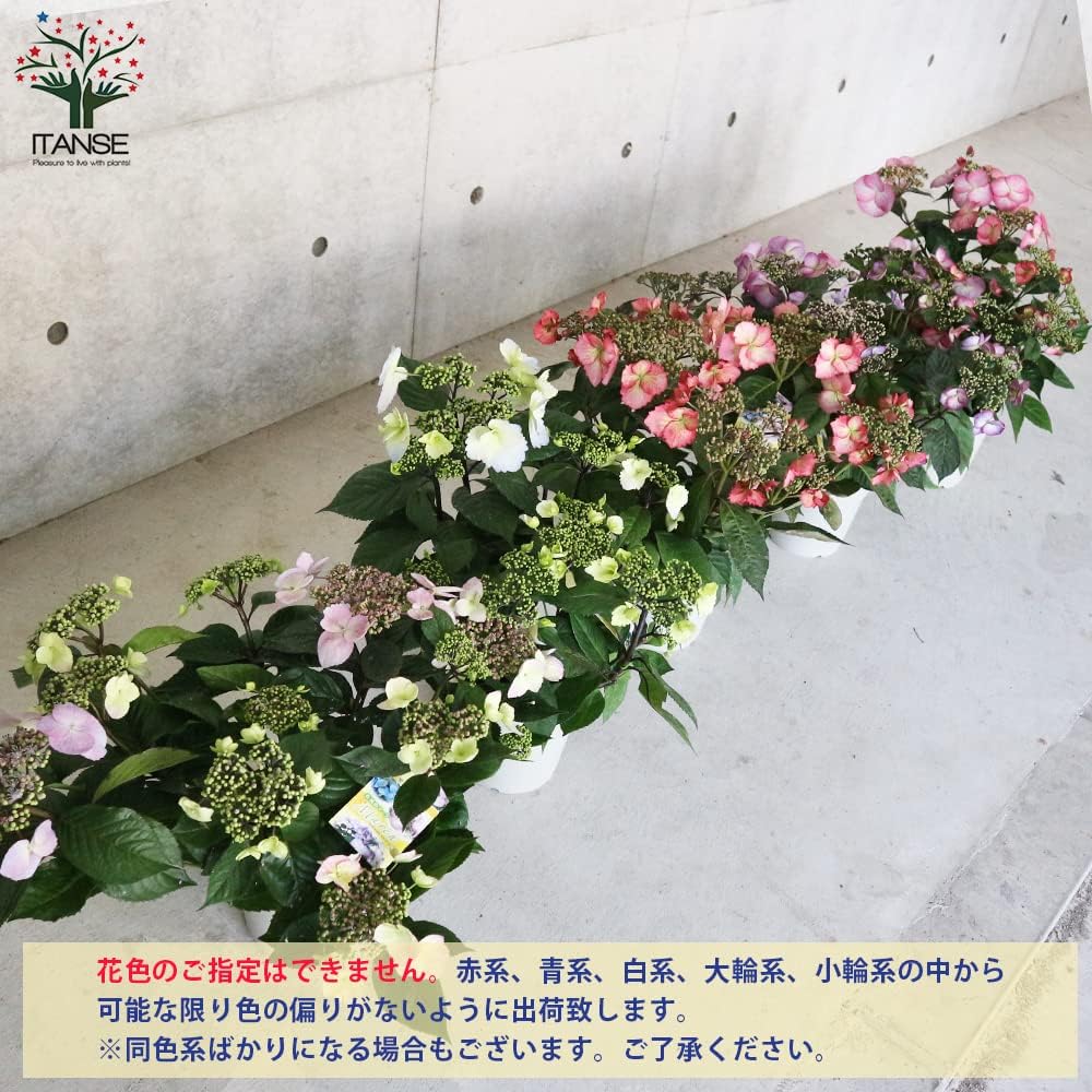 Amazon Co Jp 常緑アジサイ 春風のマーチ 5号鉢 1個売り 品種で選べる花苗 色ミックス見計らい 赤系 青系 白系 大輪系 小輪系の中から1鉢選んで出荷致します 学名 Hydrangea Chinensis X Macrophylla March Series アジサイ ユキノシタ 科アジサイ属 半耐寒性