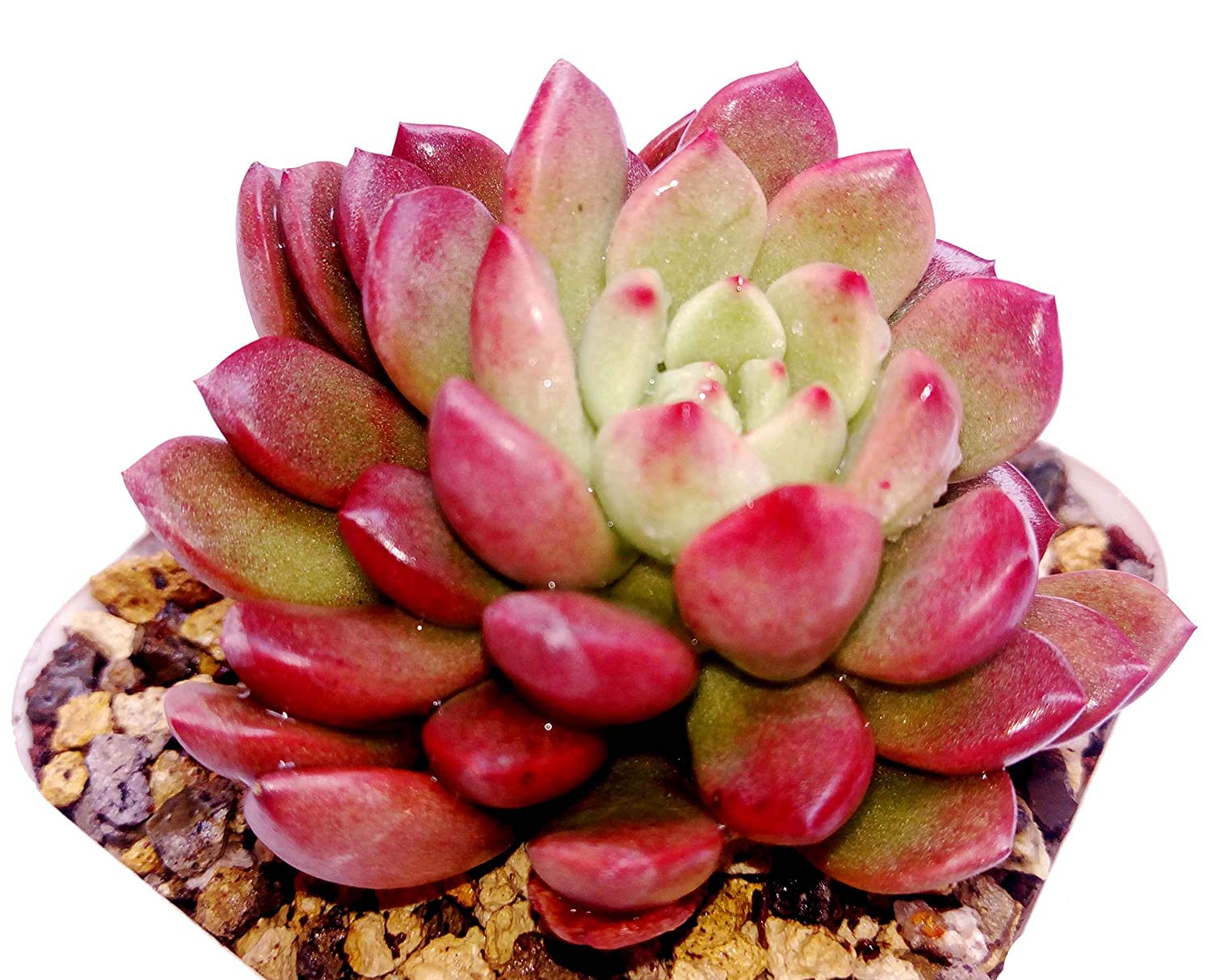 UGANIO plant Graptoveria Bashful Live Succulent Plant (B09THGQMM9) Amazon Price History, Amazon Price Tracker