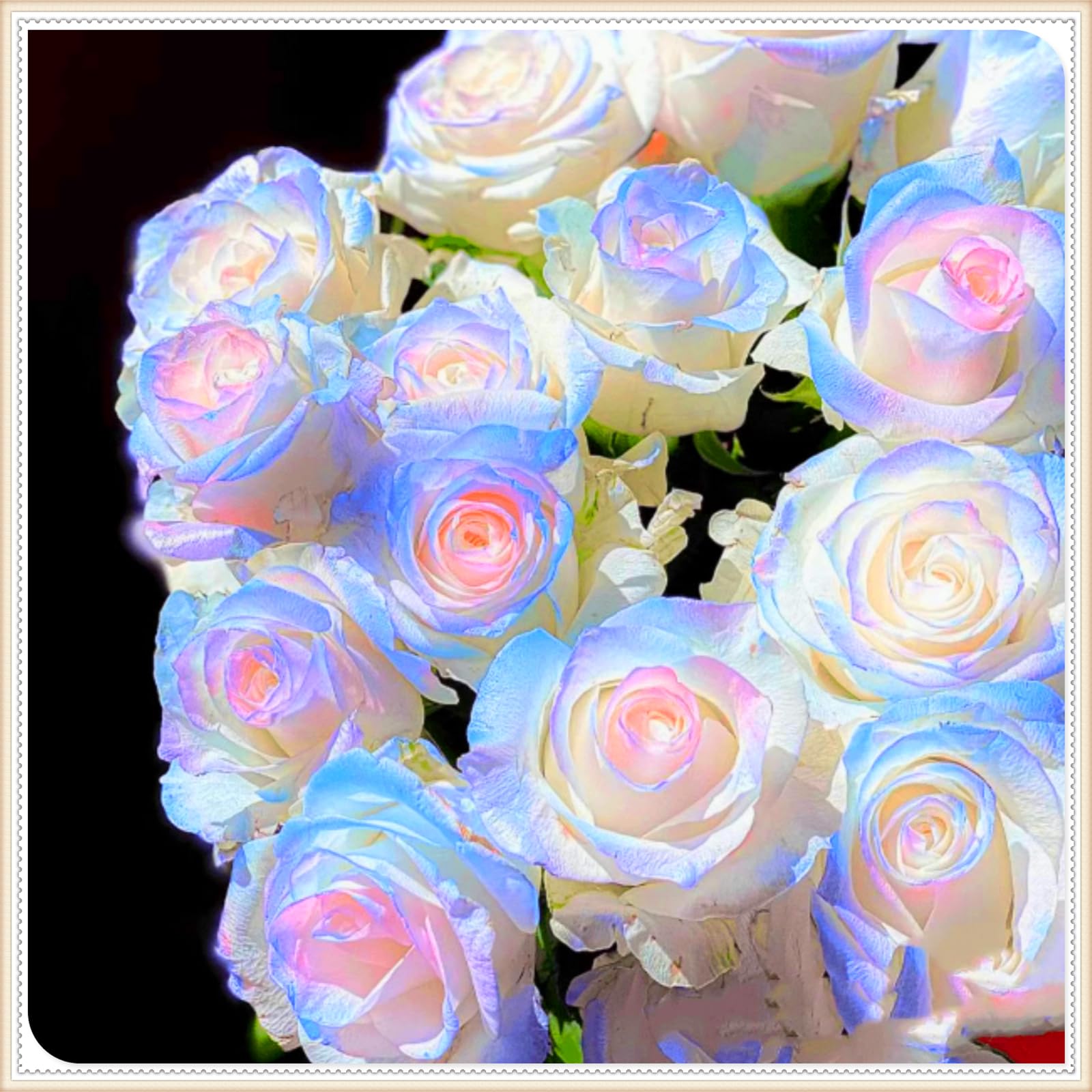 Perennial,Gorgeous Rose Bulbs, Hardy, Professional for Beautiful Garden Displays-1 Bulb-D