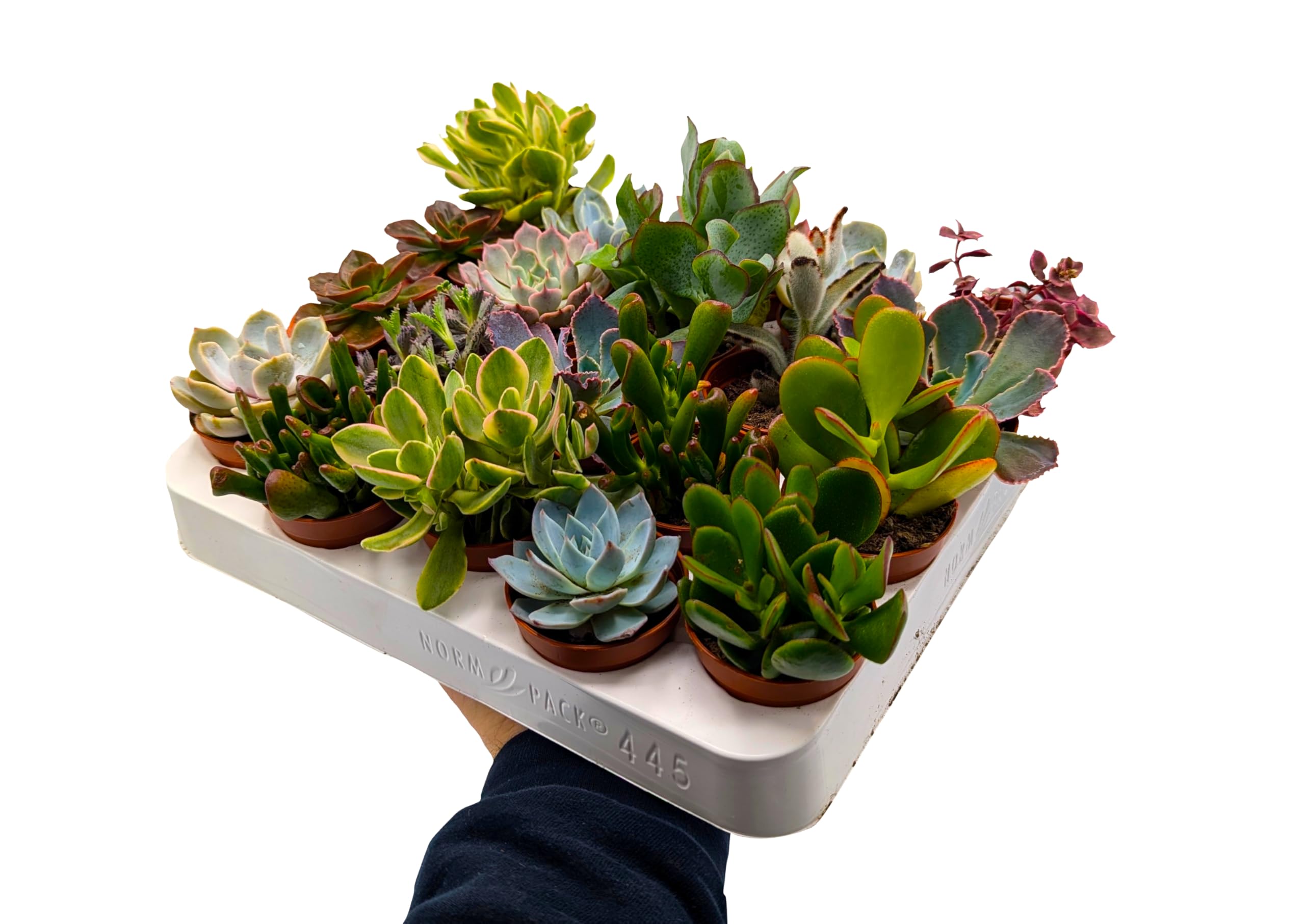 Small Succulent Plants • 5 Random Succulent Plants • 5cm Pots