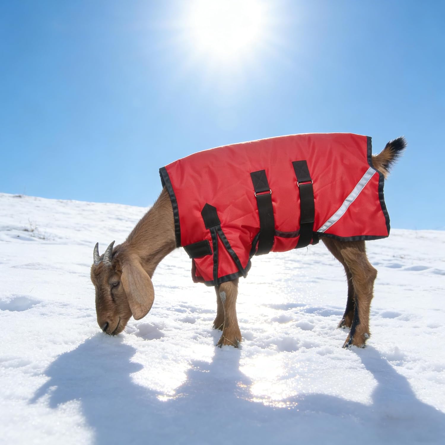 Goat Winter Blanket, Thicken Warm, Waterproof Goats Jacket, with Belly Wrap Adjustable Cold Weather Coat for Goats, Sheep, Calf, Pets&Livestock (Red, S)