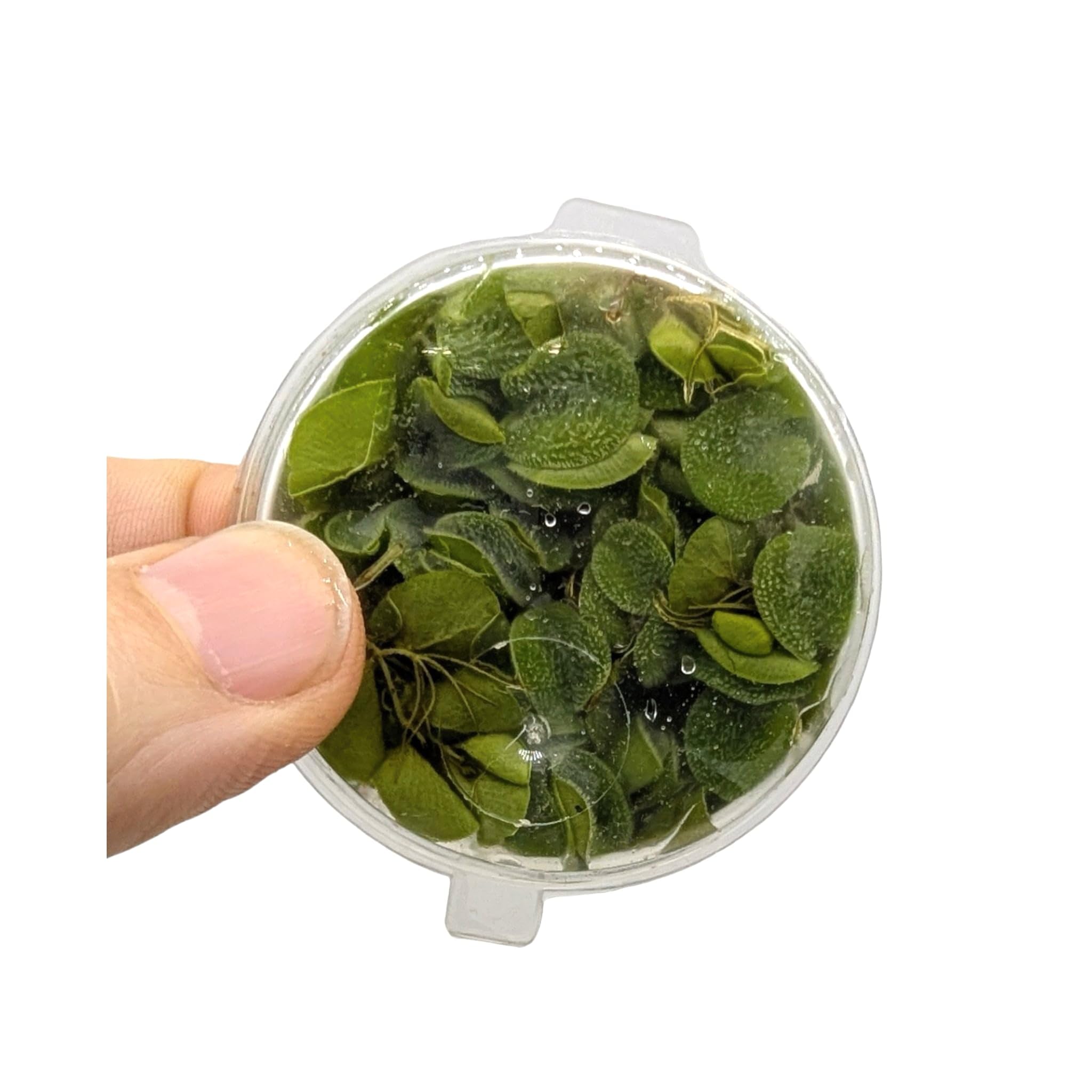 Salvinia auriculata/Salvinia natans - Portion 10 Live Plantes flottantes pour Aquarium