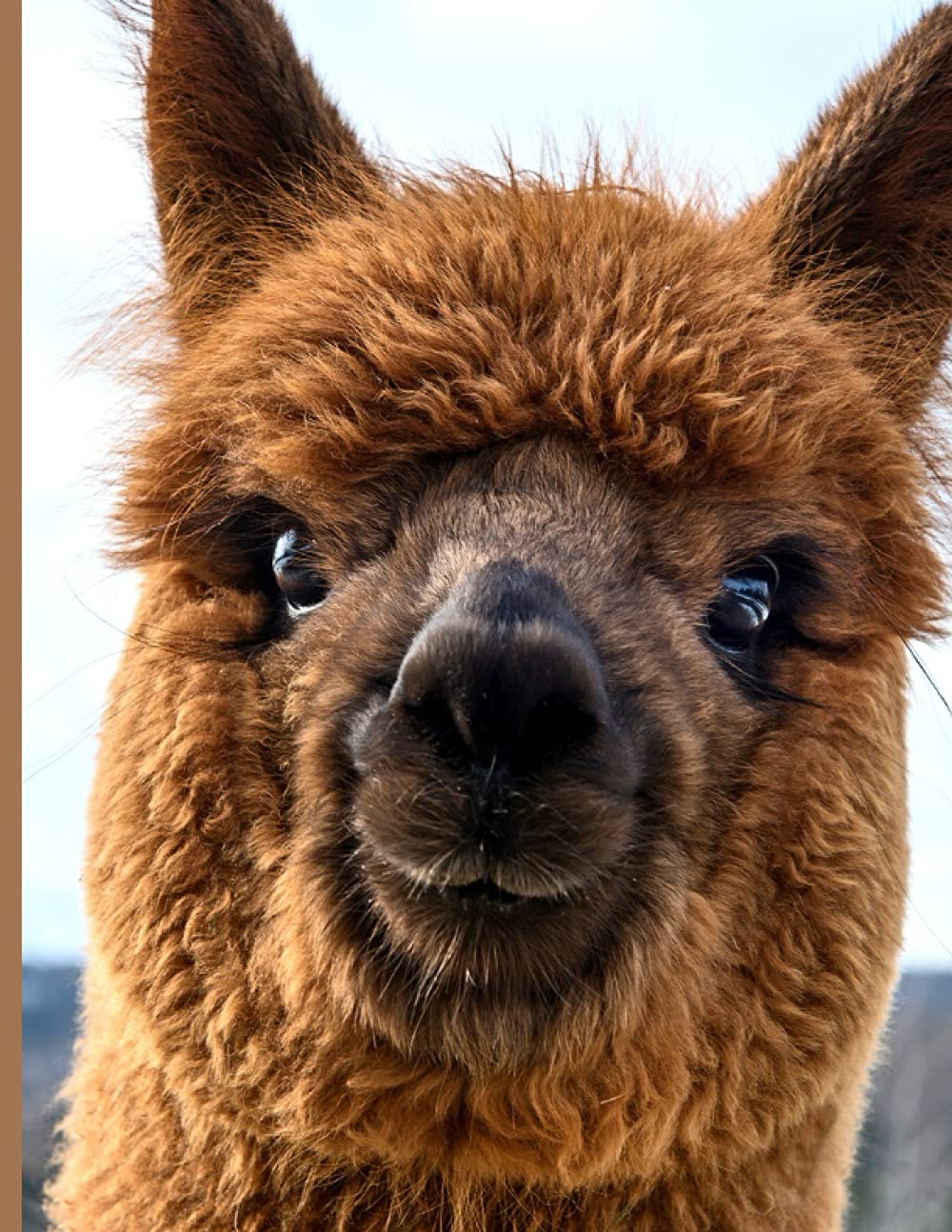 2022 Alpaca Planner - Daily Weekly Monthly - Large Size Diary and Organizer: Double Page Weekly Plan with space to write in each day plus section for ... Monthly Plan | 2022 Year at a Glance Calendar