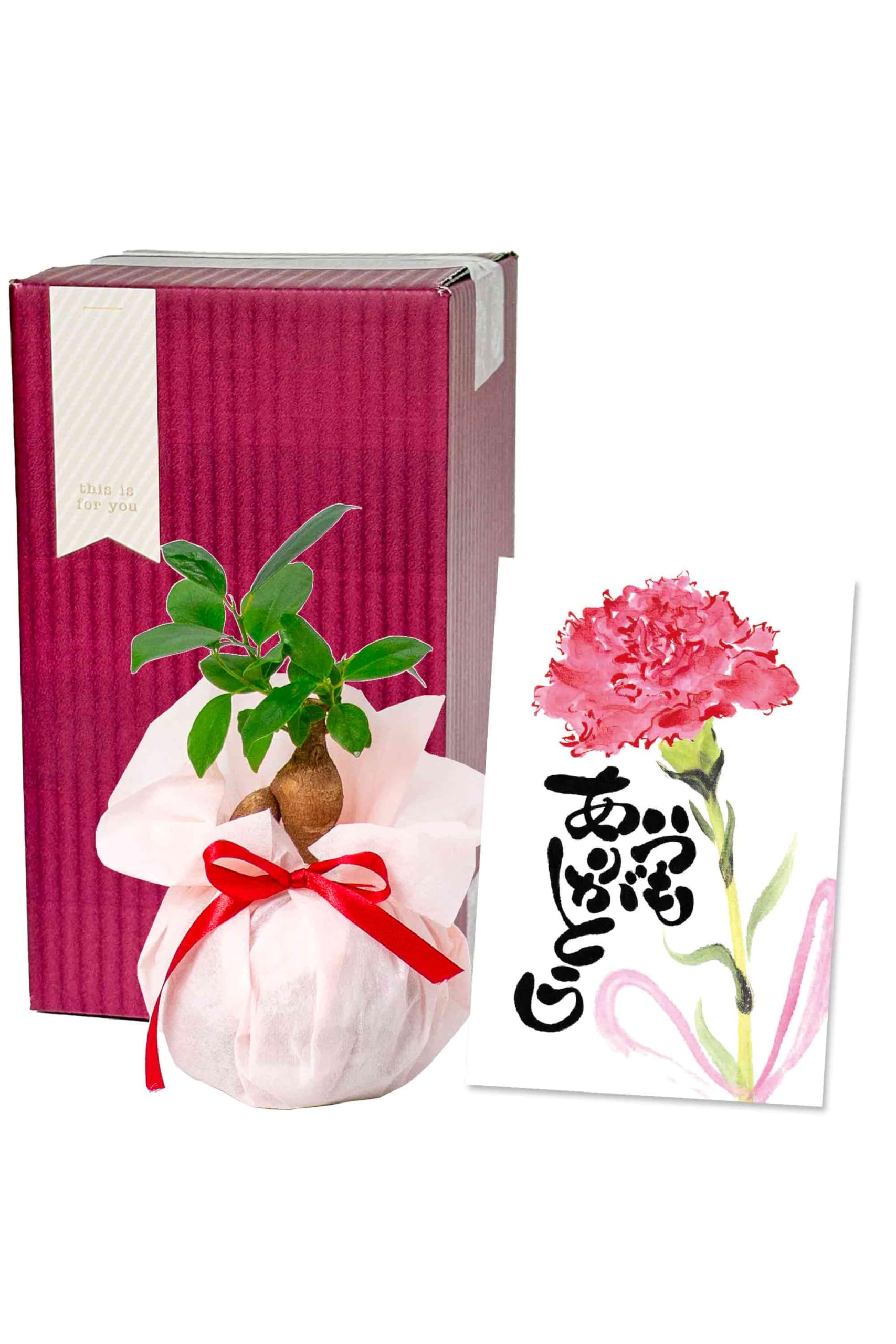Amazon｜[ miipas ] ガジュマル 母の日 観葉植物 ミニ 小さい 絵手紙