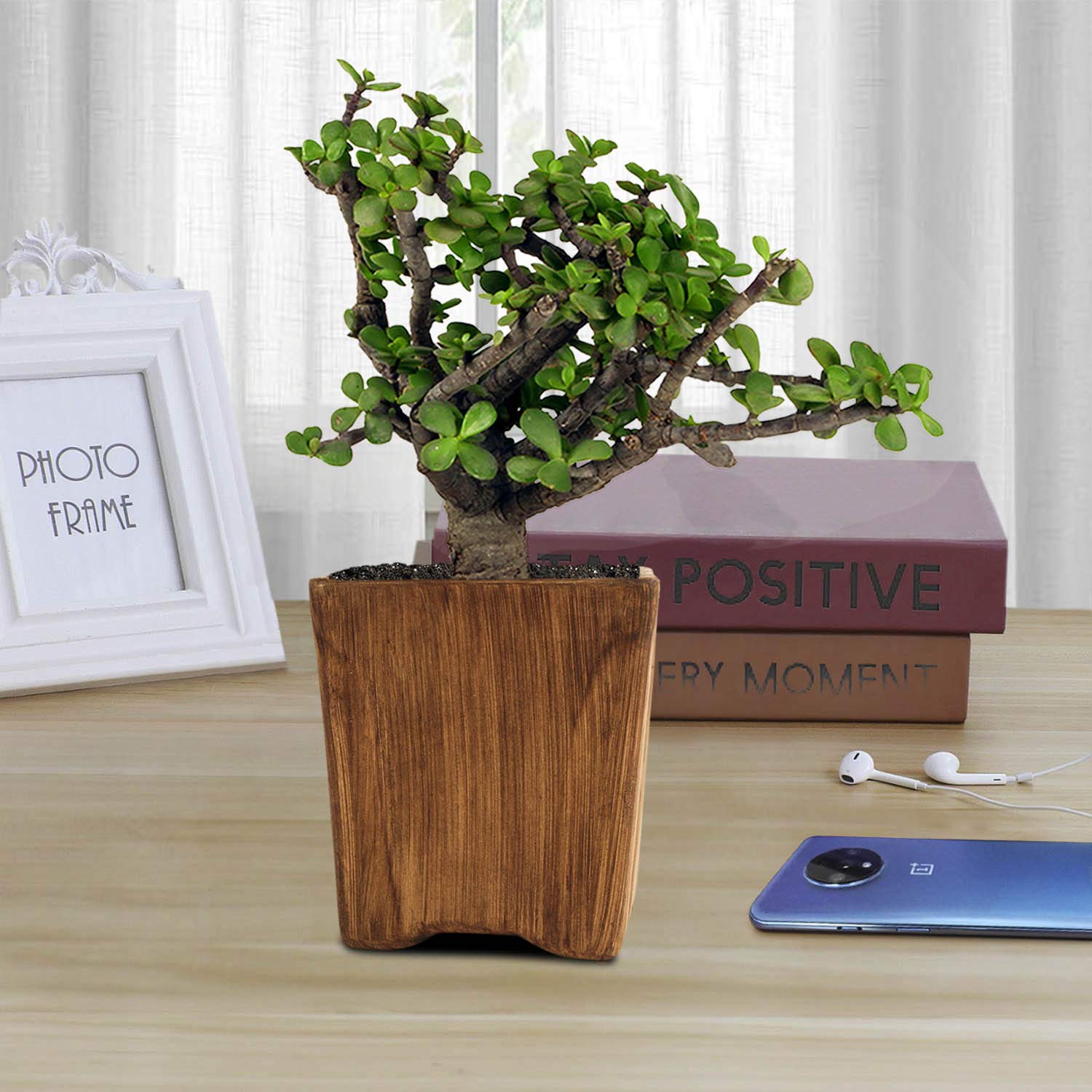 Jade Plant with Ceramic Pot - Good Luck Charm -8