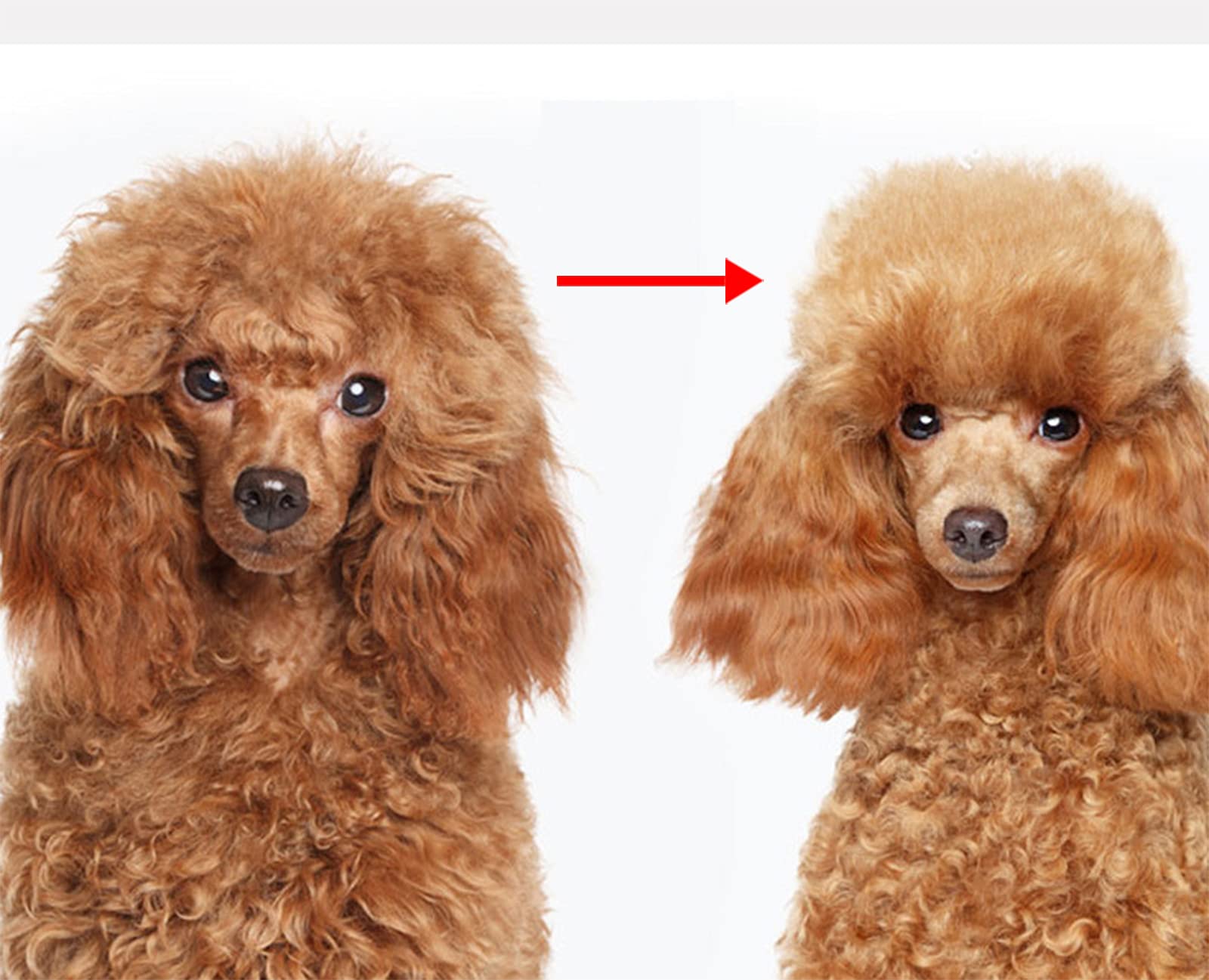 Ranvi Pet Grooming Tool-2 Sided Undercoat Rake for Dogs &Cats-Safe and Effective Dematting Comb for Mats&Tangles Removing-Deshedding Brush for Large Dogs to Small Dogs(Small)