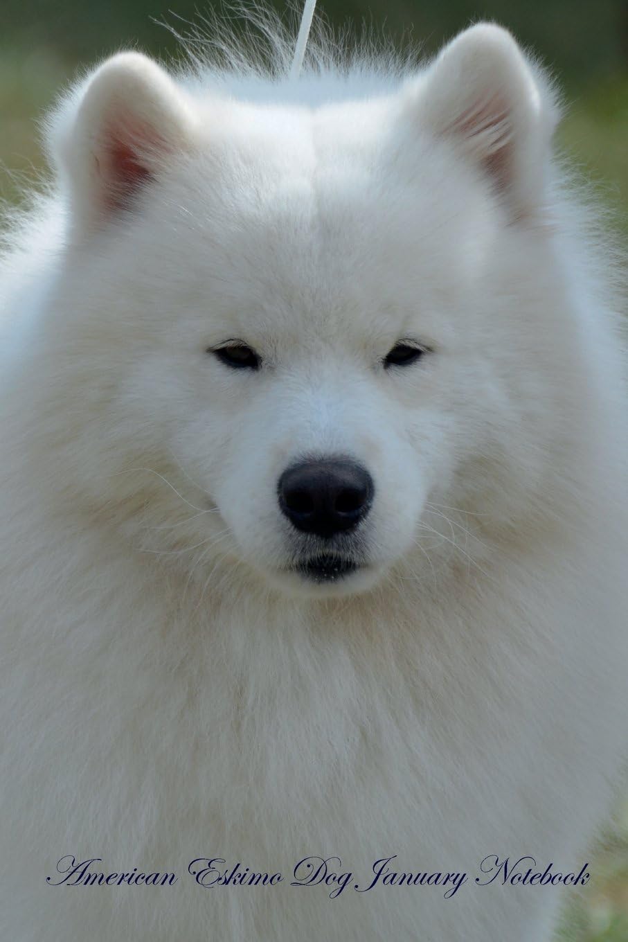 American Eskimo Dog January Notebook American Eskimo Dog Record, Log, Diary, Special Memories, To Do List, Academic Notepad, Scrapbook & More Paperback – 20 November 2016