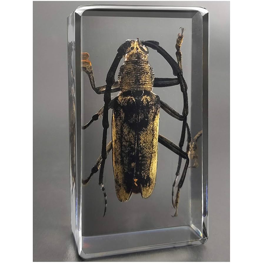 昆虫標本　カミキリムシ カミキリムシ標本 - メルカリ