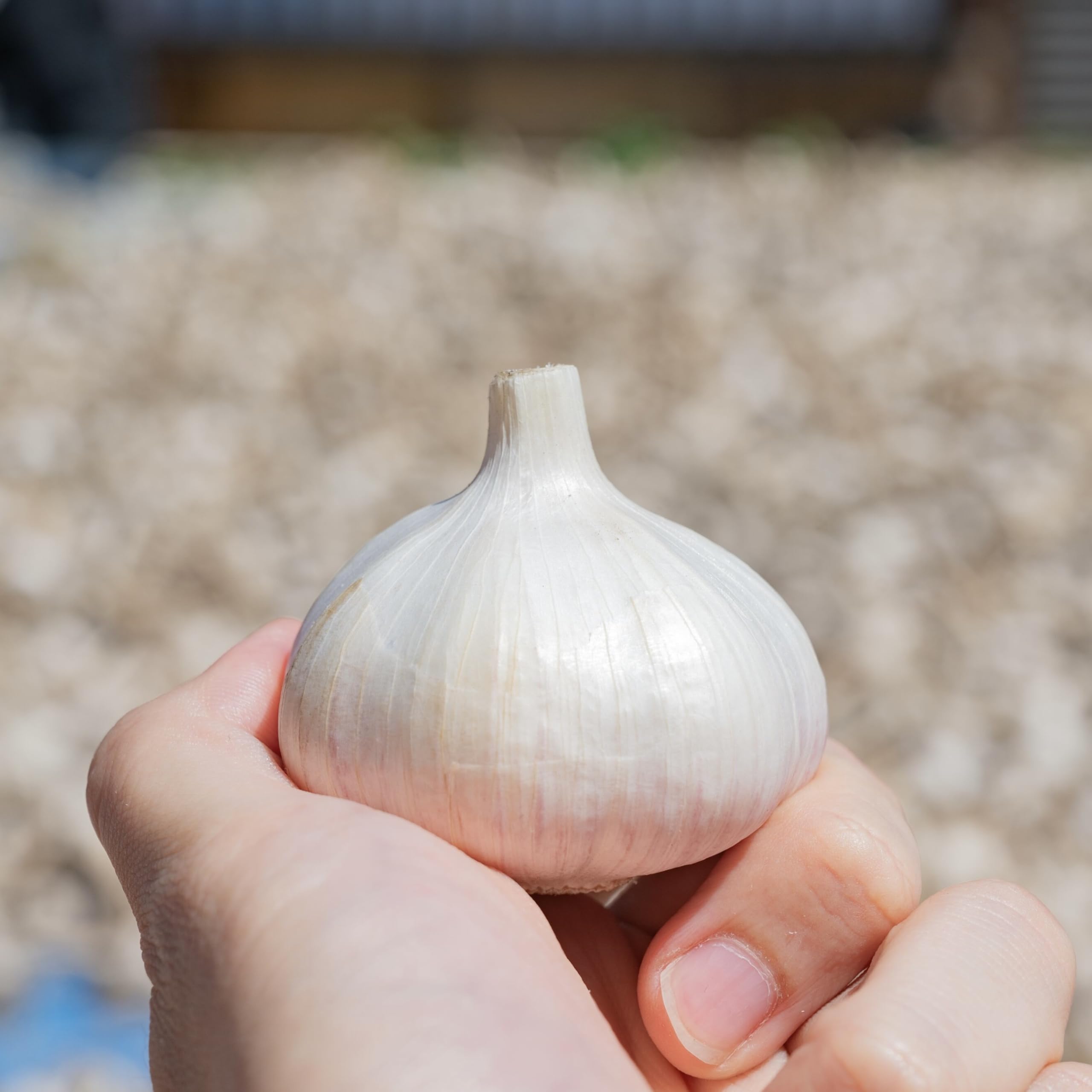 Amazon.co.jp: シンにんにく 300g (5～8個) Bランク (割れ・色素沈着
