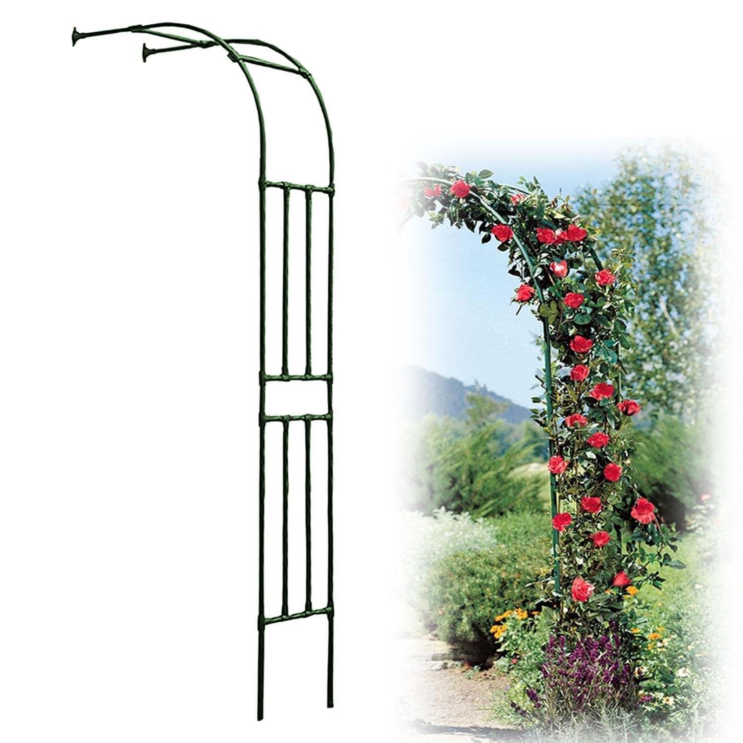 Medio arco de rosas para aprovechar paredes y proteger tus enredaderas del viento.