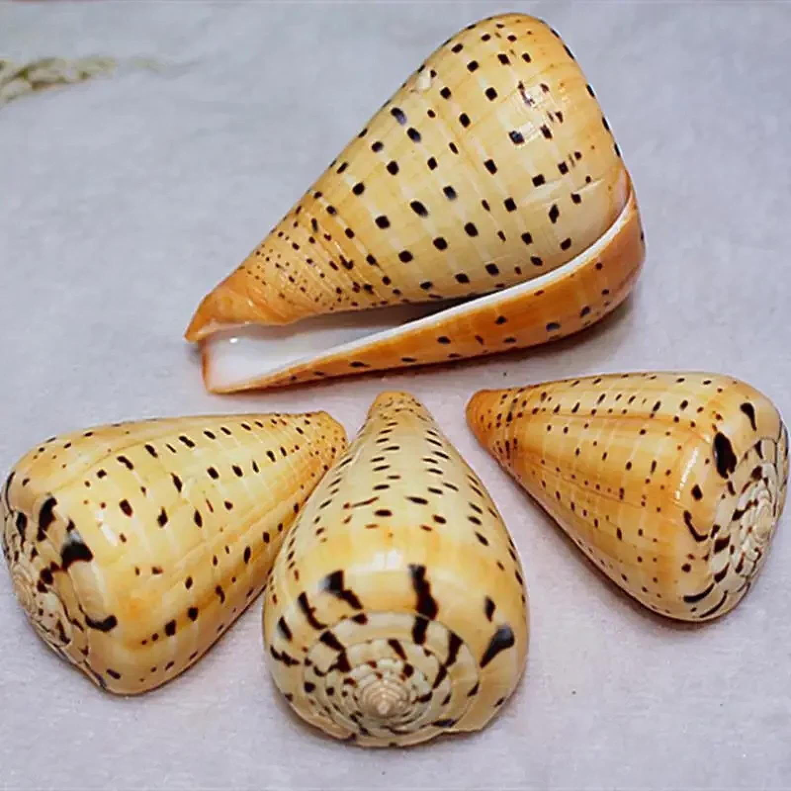 Conchiglie per decorazione, 1 pezzo, 11 x 5 cm, campioni naturali, lumaca, decorazioni per la casa Ocean Deco