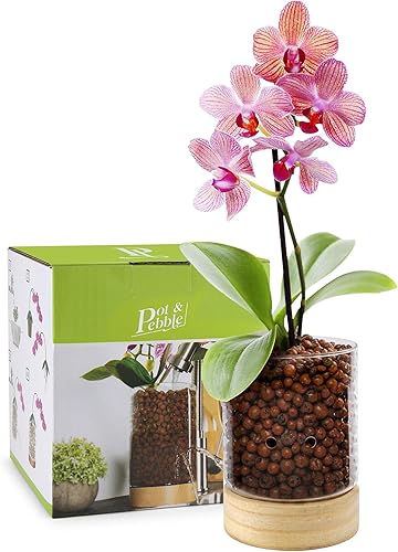 Pot & Pebble Maceta de cristal para interiores con base de madera y control de nivel de agua transparente para visibilidad de raíces (adecuada para