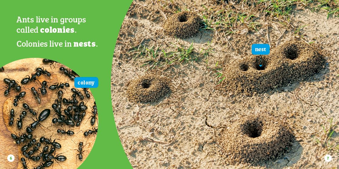Ants (Hello, Insects!)