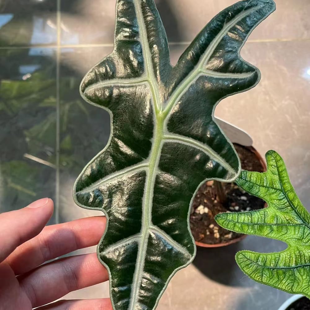 elefantenohr zebrina pflanze Alocasia Zebrina (Elefantenohr)(XS) kaufen main image 0