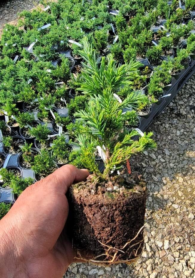 Miniatura 2 de Black Dragon Cryptomeria Tree (cedro japonés) - Planta de inicio (7L) (1 planta viva)