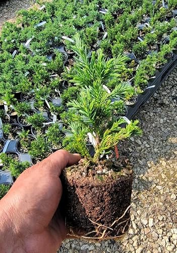 Black Dragon Cryptomeria Tree (Japanese Cedar) - Starter Plant (7L) (1 Live Plant) #TOP1
