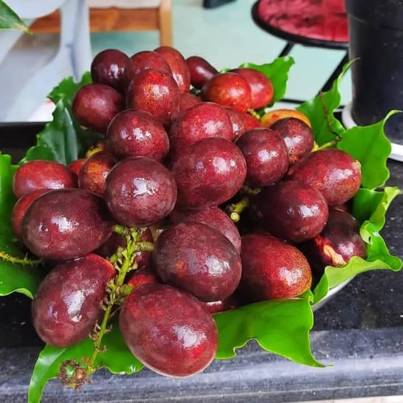 M-Tech Gardens Matoa Fruit Plant (Red Matoa, Hybrid) Pometia pinnata Exotic 1 Live Fruit Plant (B0D7ZTT62G) Amazon Price History, Amazon Price Tracker