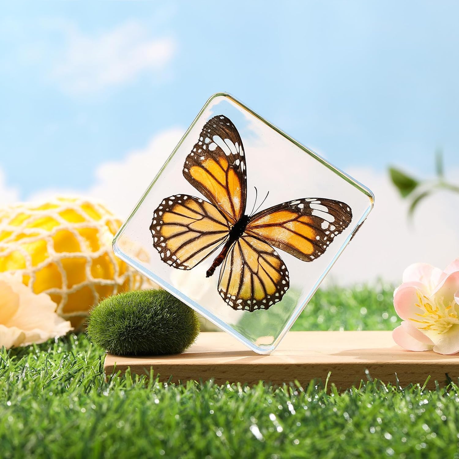 6 Pcs Verdadero espécimen de Resina de Mariposa, Insecto en la colección de Resina, taxidermia Mariposa para Preescolar, la Ciencia en el Aula y el hogar Muestra