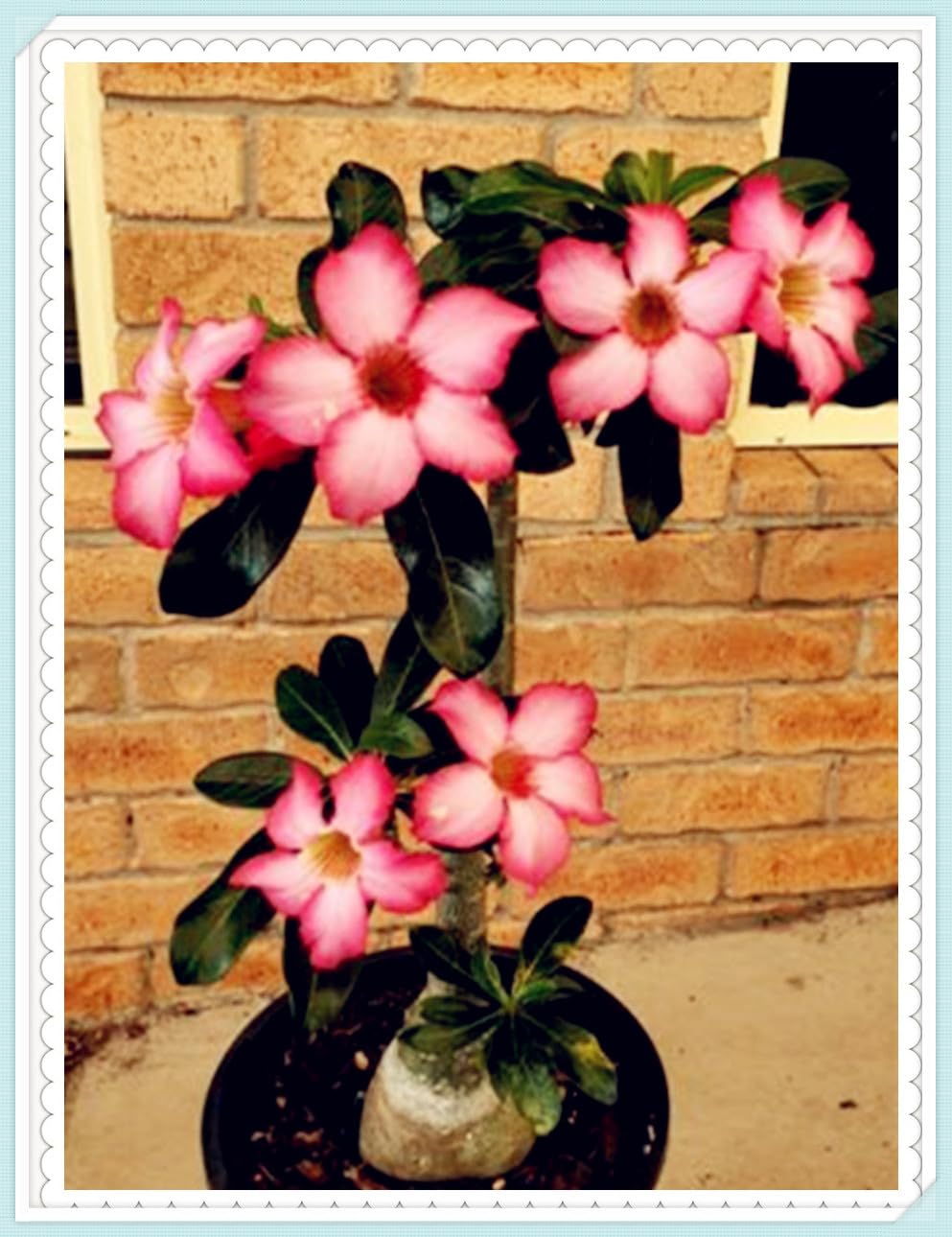 Excellent Display, Greening Flower, Cut Flowers, Strong Desert Rose Roots, Desert Rose Bulbs for Planting, Good for Containers, Natural Organic-2 Bulbs-A