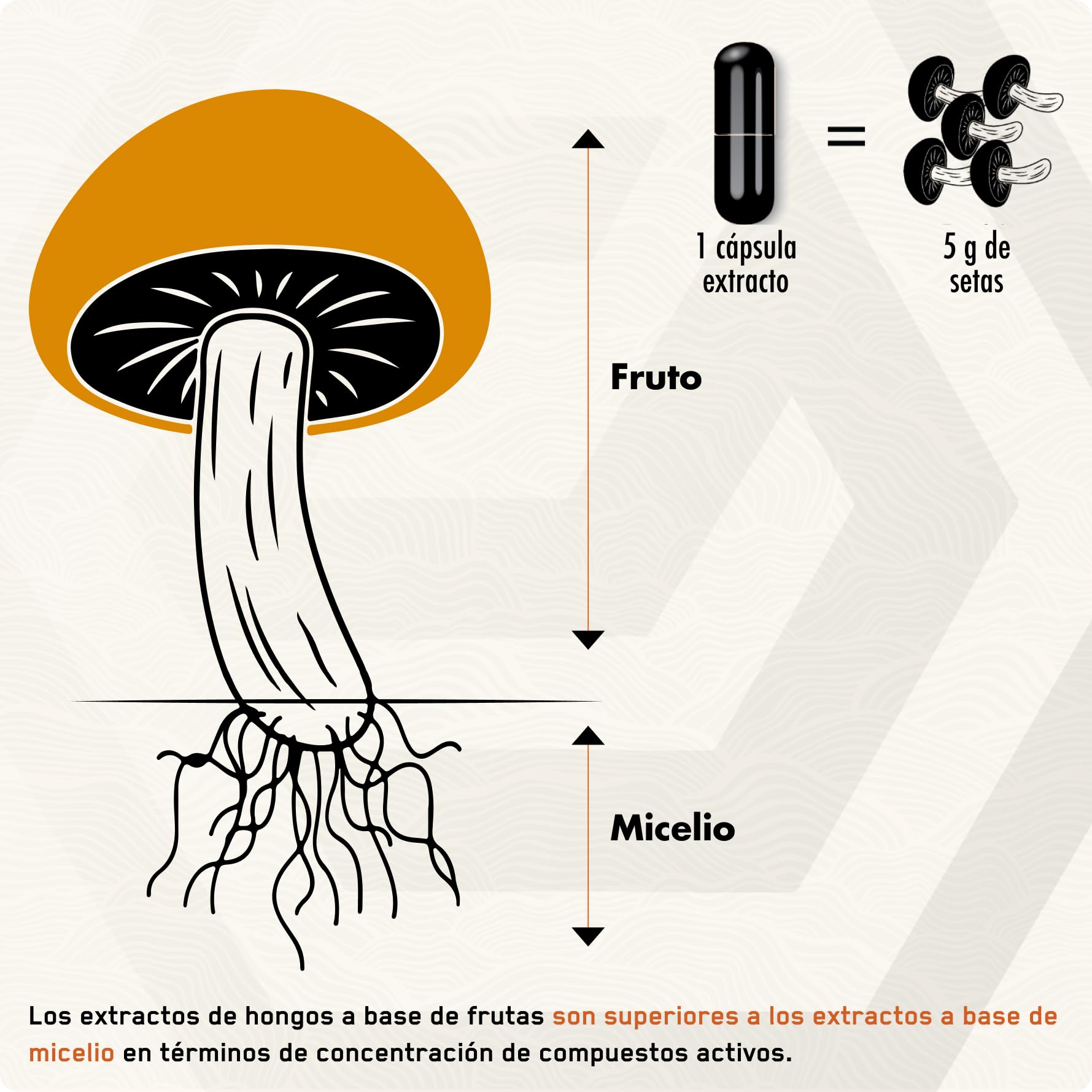 ● Extracto en polvo de hongo chaga siberiano premium ● 10% de beta-D-glucanos ● Extracto 10:1 ● Sin rellenos ni aditivos ● 100 g ● Suministro para 3 mes.
