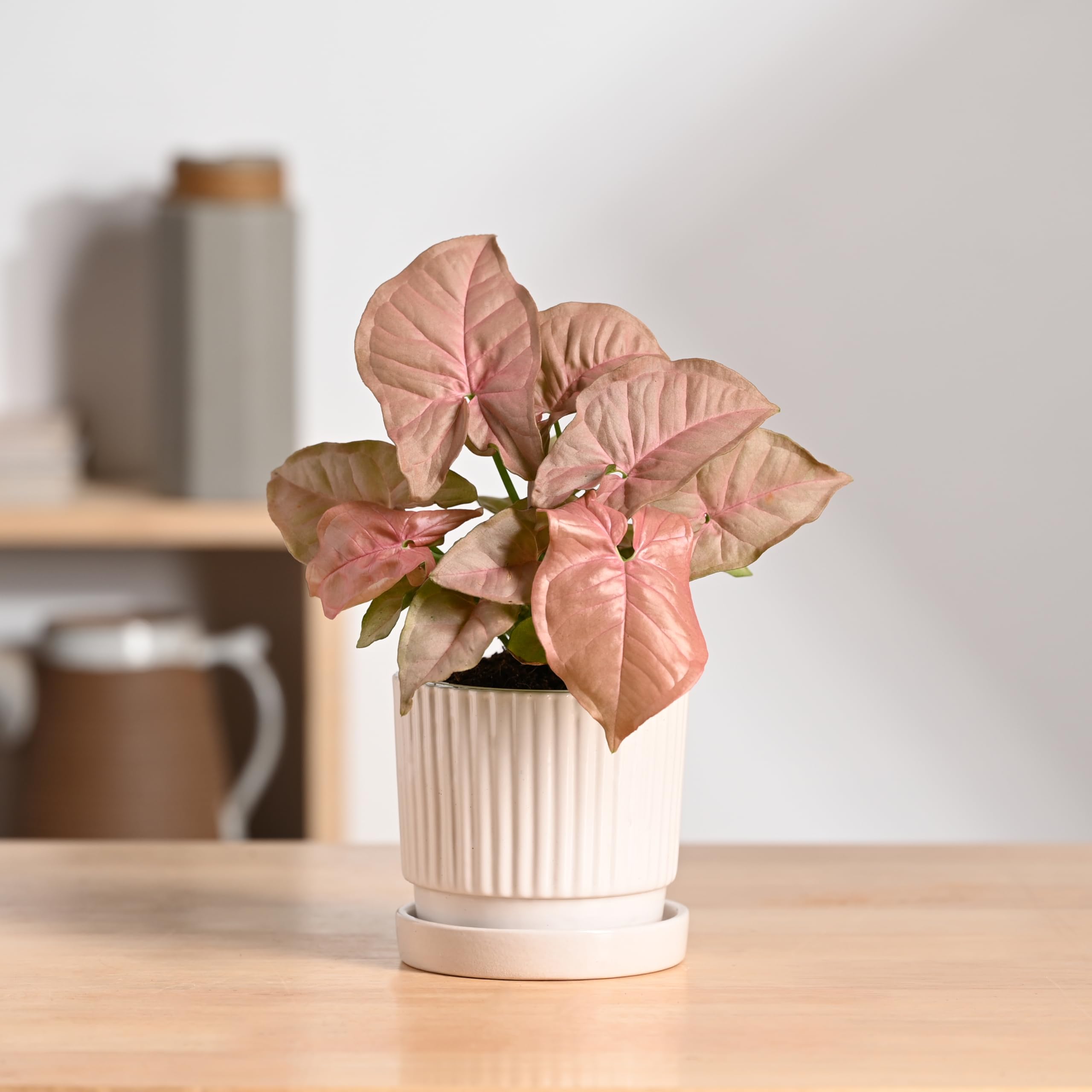 UGAOO Roma Ceramic Pot |Indoor Ceramic Planter for Home, Office, Garden, Balcony - White (4 Inch)