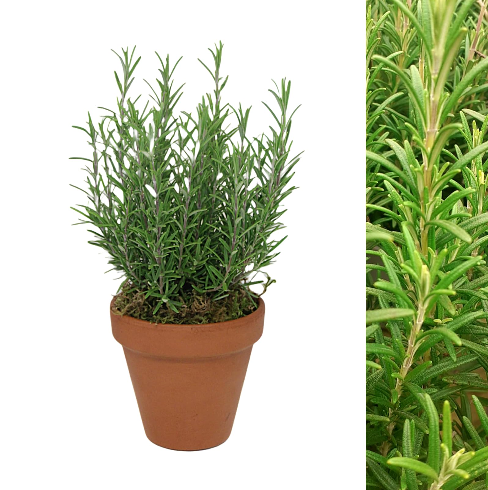 Carbeth Plants - Rosemary Herb Plant Gift in 15cm Terracotta Pot Topped with Moss - Evergreen Herb Garden Allotment Gift Set Indoor Outdoor - Easy to Care Culinary Herb Christmas Gardening Gift Idea