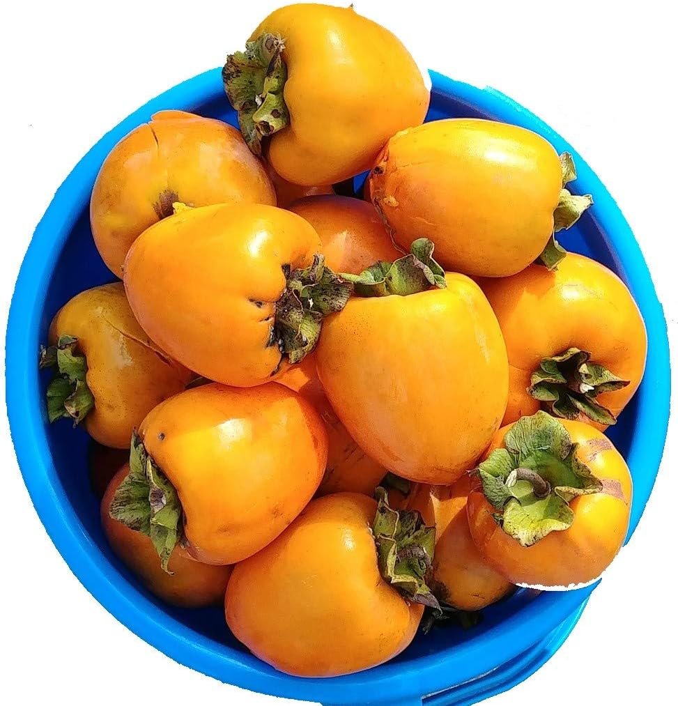California Hachiya Persimmons Organic (5 lbs)